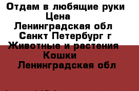 Отдам в любящие руки › Цена ­ 1 - Ленинградская обл., Санкт-Петербург г. Животные и растения » Кошки   . Ленинградская обл.